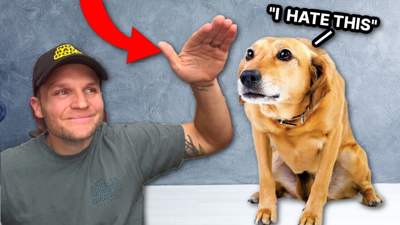 7 способов, которыми вы причиняете вред своей собаке, даже не осознавая этого!