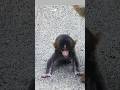#monkey #filming #subscribe #traveller #punch #viralmonkey #punchinjapan