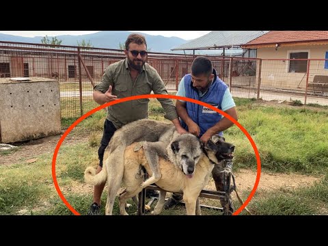 Video: Haftanın Kabul Edilebilir Köpeği - Arlo