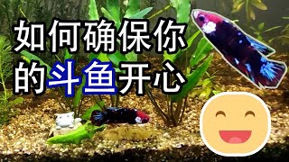 如何确保你的斗鱼开心？🐟😊