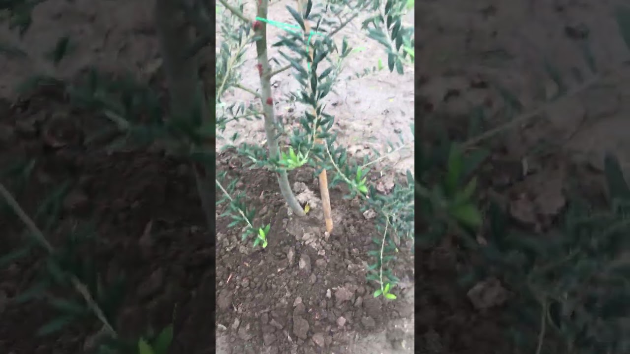 ARBEQUİNA (ARBEKÜNA) BUDAMA EKİM GÜBRELEME İLAÇLAMA BAKIMI BİLGİLENDİRME