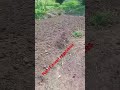 Plot of mexed vegetables a Muzinda