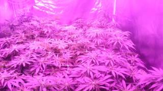 Just a mini midweek update week 3  on my flower tent.