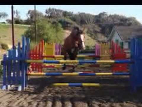 Horses free jumping - YouTube