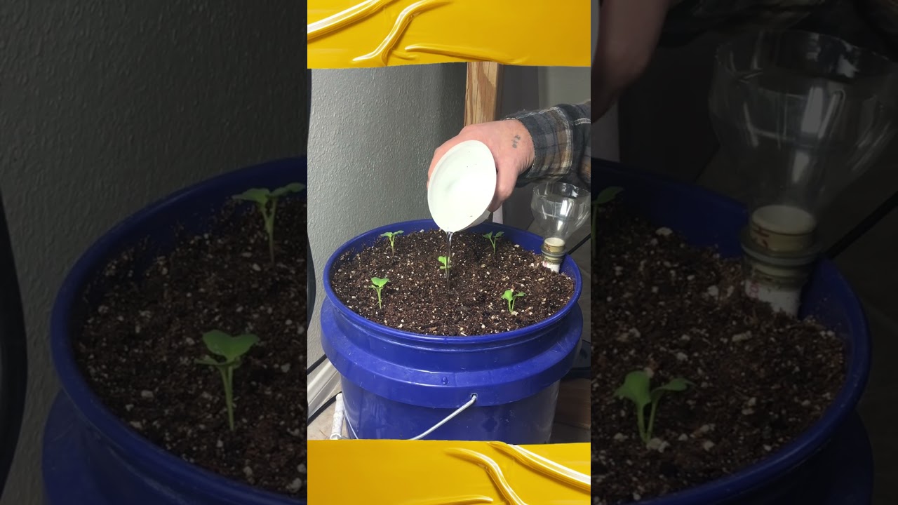 I Tried Growing Radishes Inside And This Happened!