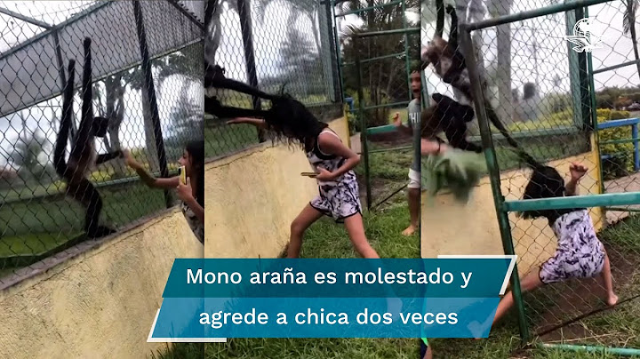 Mono araña enjaulado “desgreña” a una joven que lo molestaba