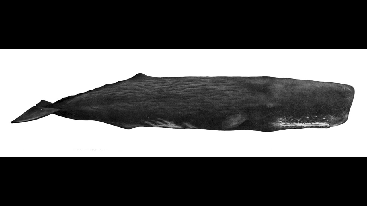 回声定位- 环境百科全书