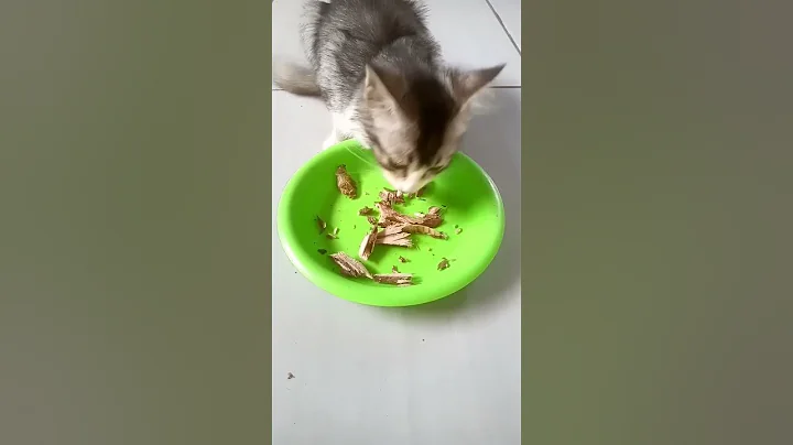kucing lucu #shorts#kucingkampung#kucingimut#kucingmeongmeong#fyp#viral#funnycat#catvideo