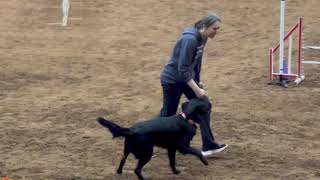 2023-11-24 AKC Novice JWW by Pine Ridge Canines 73 views 5 months ago 38 seconds