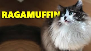 Ragamuffin  El primo Gigante del Gato Ragdoll