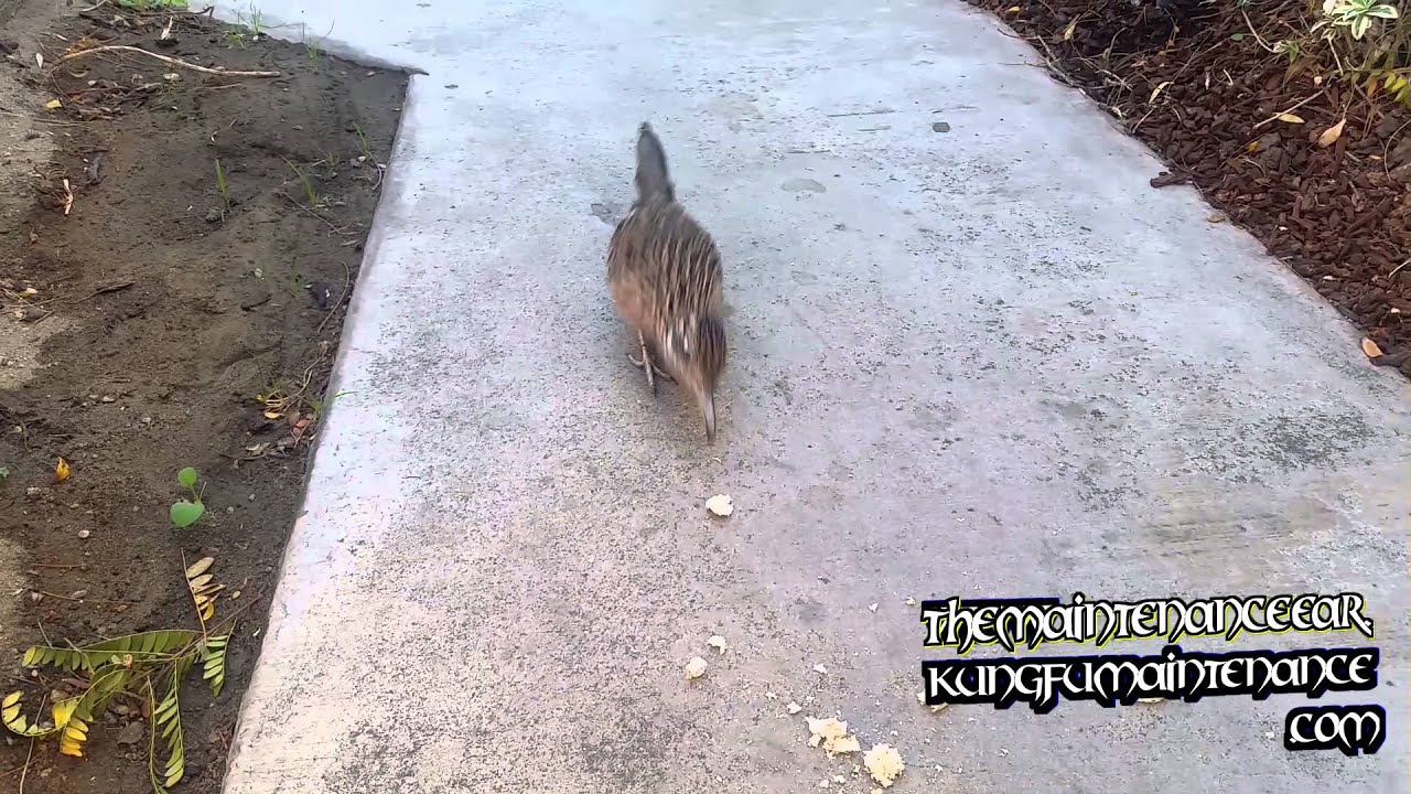 Greater Roadrunner Snack Attack Kung Fu Maintenance Video 