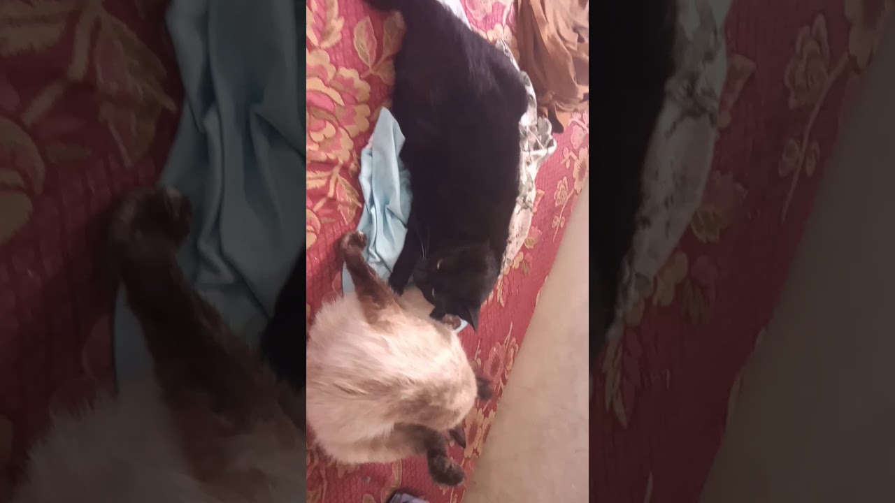 Gatos - YouTube