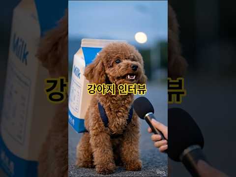 강아지 인터뷰 영상