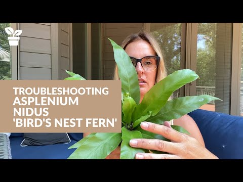 Common Problems with Bird&rsquo;s Nest Fern | Asplenium Nidus Care