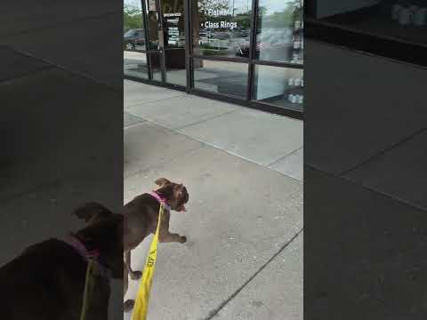 Meet Carmen a Terrier, Pit Bull currently available for adoption! 6/25/2025 8:53:30 AM