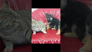 German shepherd Intimidate a Cat #germanshepherd #dog