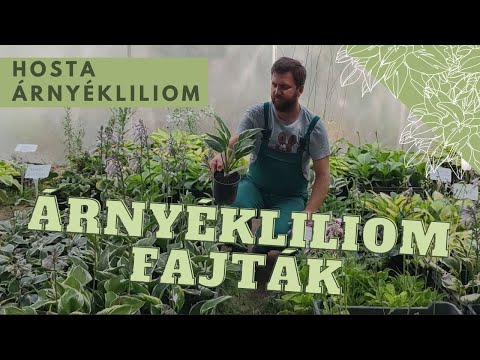 Videó: Hogyan lehet javítani a talajt (képekkel)