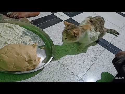 वीडियो: बिल्ली का खाना 