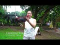 FARM VISIT: WHITE KELSO - of Mr. Biboy Enriquez FIREBIRD GF Mp3 Song