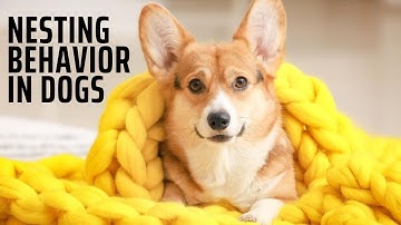 Why Is My Dog Making Nests There