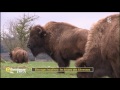 Elevages insolites : les bisons des Cévennes - La Quotidienne la suite