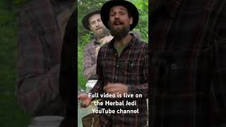 Join me in connecting with a Fir Forest and harvesting the new spring growth #firtips #herbaljedi