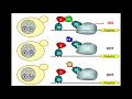 Yeast 2 hybrid  y2h  reverse 2 hybrid  protein interaction systems