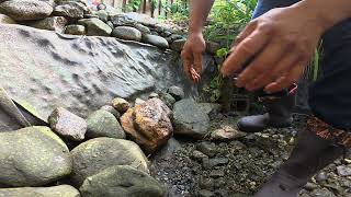 DIY Koi Pond Update 2026 - Pond Disaster Cleanup 