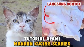 Cara Ampuh Obati Scabies Kucing Rescue Gak Pake Lama by Bubu Story The Cat 1,861 views 1 month ago 12 minutes, 43 seconds