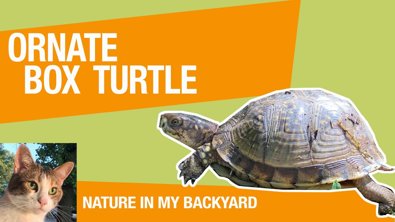 Ornate Box Turtle Kansas State Reptile Nature in My Backyard Wildlife