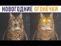 Новогодние огонёчки) Приколы с котами | Мемозг #492