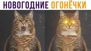 Новогодние огонёчки) Приколы с котами | Мемозг #492