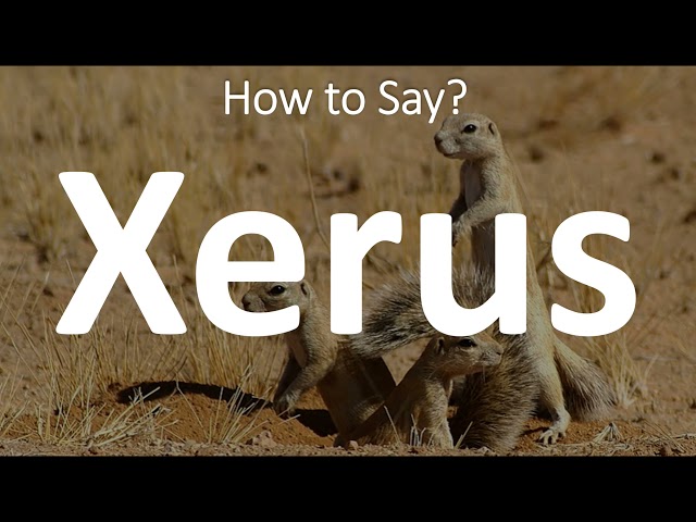 Xerus