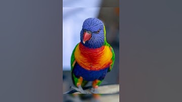 lorikeet bird picture  #lorikeet#shorts#whatsappstatus