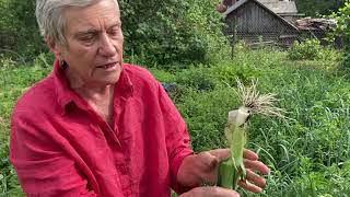 Почему нельзя окучивать лук-порей