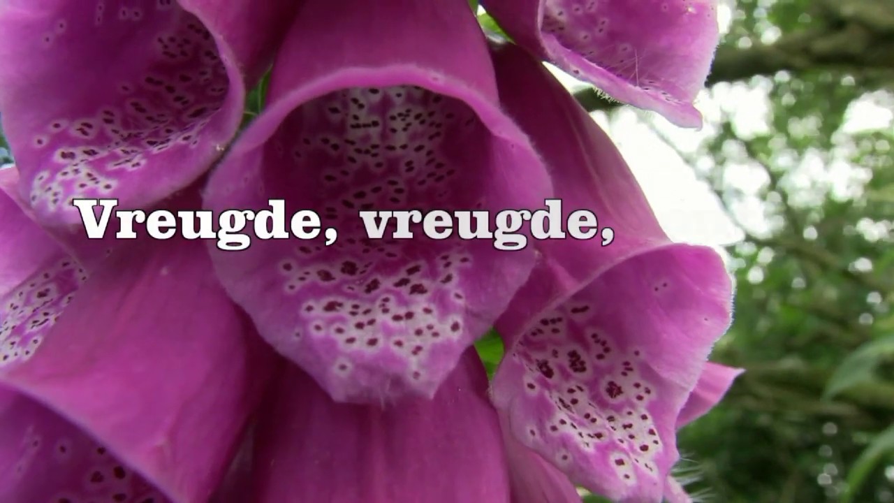 Vreugde, vreugde, louter vreugde ( orgel Henk v/d Veer) YouTube Vreugde, vreugde, louter vreugde ( orgel Henk v/d Veer) YouTube