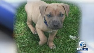 Search for 3-month-old puppy and six other puppies stolen in Detroit