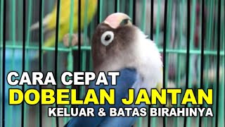 CARA MEMUNCULKAN DOBELAN LOVEBIRD JANTAN DAN PUNCAK BIRAHINYA screenshot 4