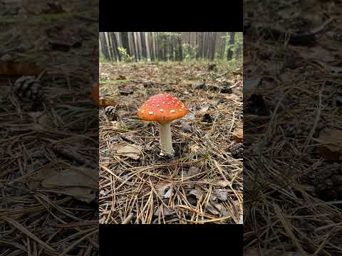 Mushroom #shorts