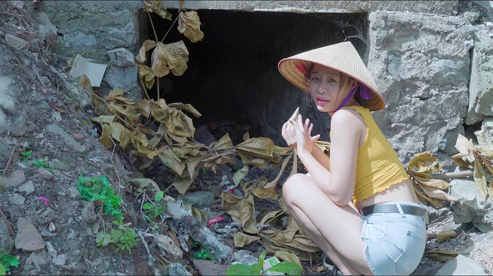 Video 764921: rescue british shorthair, cute british shorthair kitten, house british shorthair, cat rescue