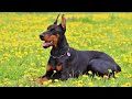 كلب الدوبر مان مميزات و عيوب معلومة_فى_فيديو mp3