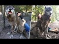 Um Abrigo Salvou Esse Cão-lobo Gigante, Depois um Teste de DNA Revelou Por Que Ele Era Tão Grande