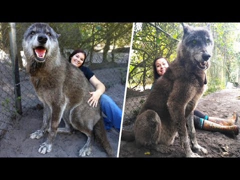 Vídeo: Como Treinar Um Lobo