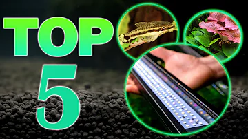 Co jsou nejzdravější řasy v moři?