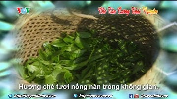 Chè Tân Cương, Thái Nguyên | VOVTV | Giải trí | Cảnh đẹp