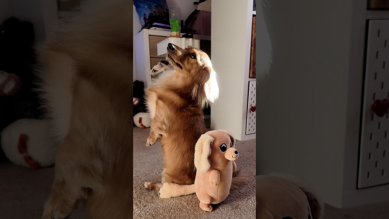 Pea meets her twin 🧍‍♀️