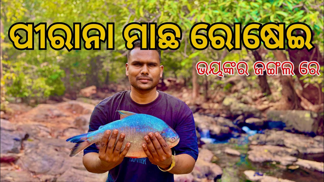 ଜଙ୍ଗଲ ମଝିରେ ପୀରାନା ରୋଷେଇ❗️❗️❗️#cooking #fishing#fishcooking#jungle#odiavlog 