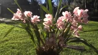 Como Cultivar Orquideas Con Exito En Mar Del Plata Como Cultivar Orquideas Con Exito En Mar Del Plata