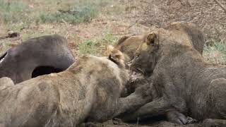 Kruger National Park, South Africa