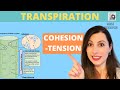 Transpiration and Cohesion-Tension Theory. Cohesion and adhesion in the transport of water in plants